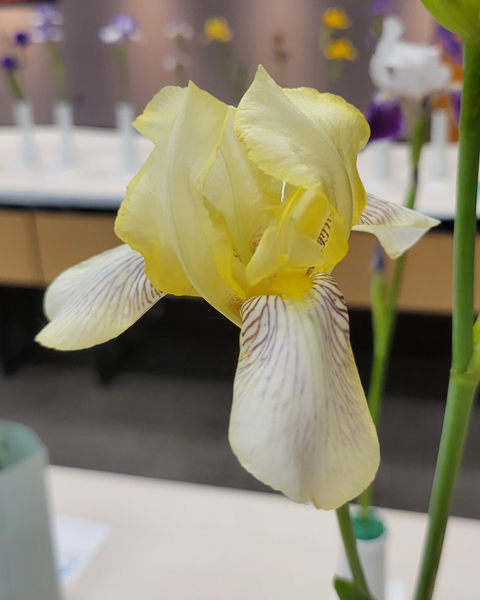 flavescens